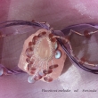 Fluoritov� melodie